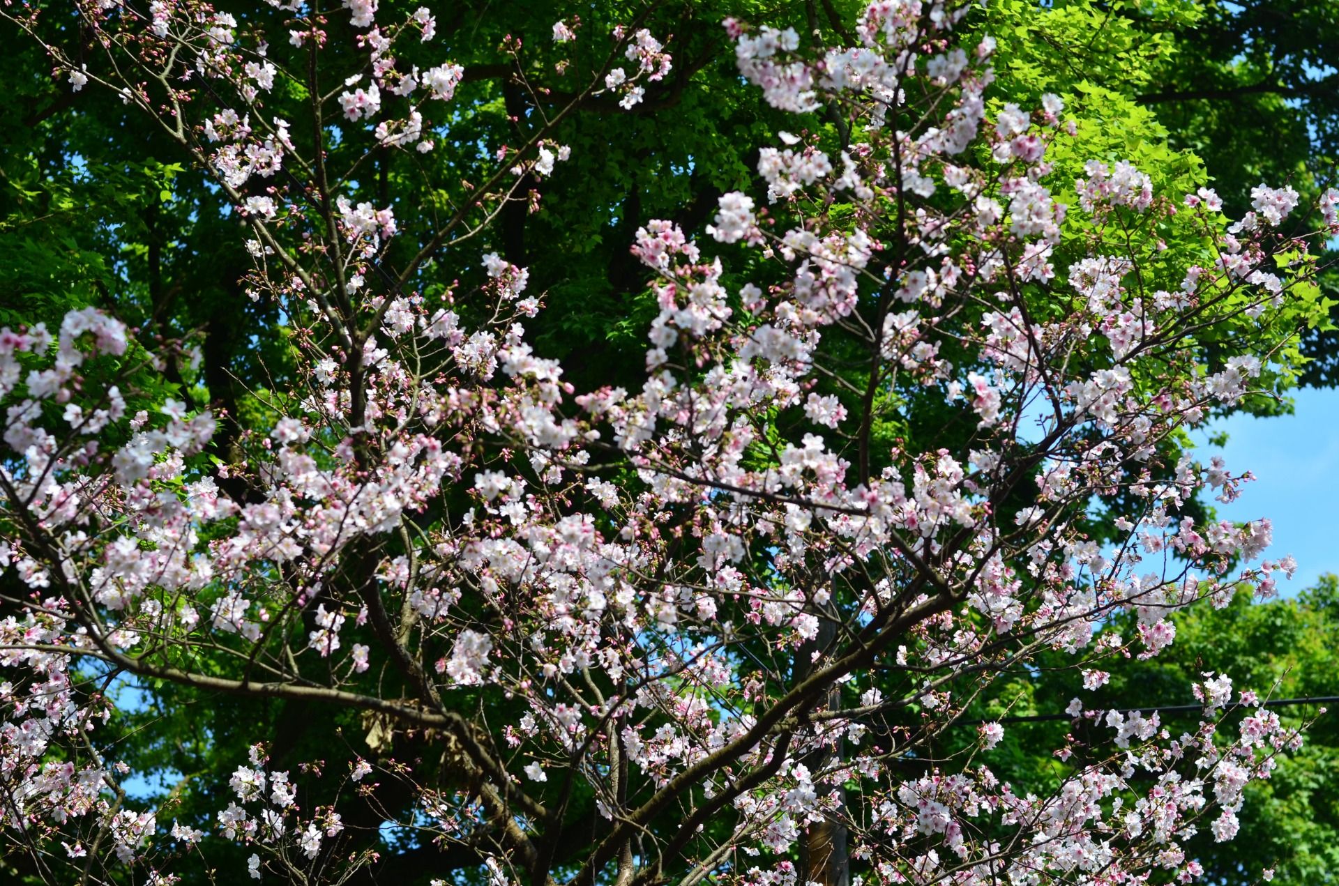 I was alone so I just celebrated alone. But I had some pocket Wi-Fi with me so that I could do some live broadcasts on my Facebook profile.