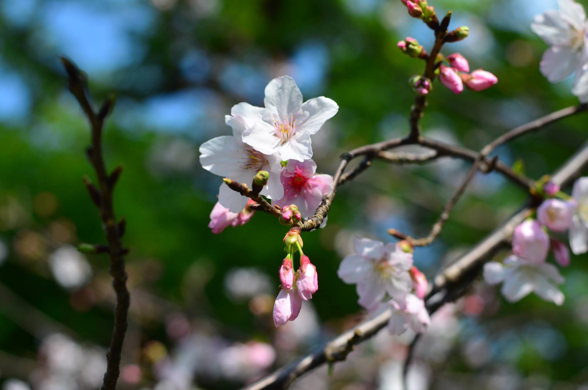 I went near the sakura tree to take photos of the sakura flowers. Damn, I love the bokeh.