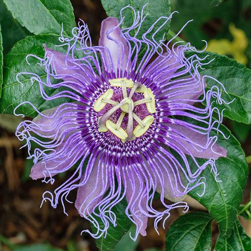The flower of Passiflora incarnata, source: https://www.plant-world-seeds.com/store/view_seed_item/6533