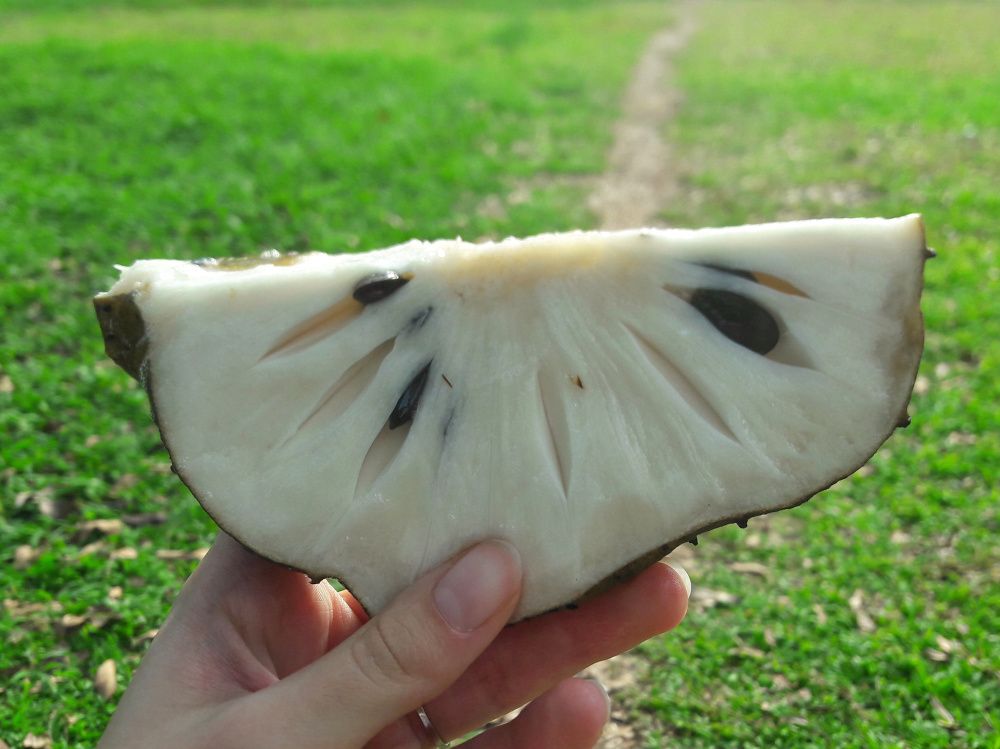 Five must-eat fruits in Singapore!