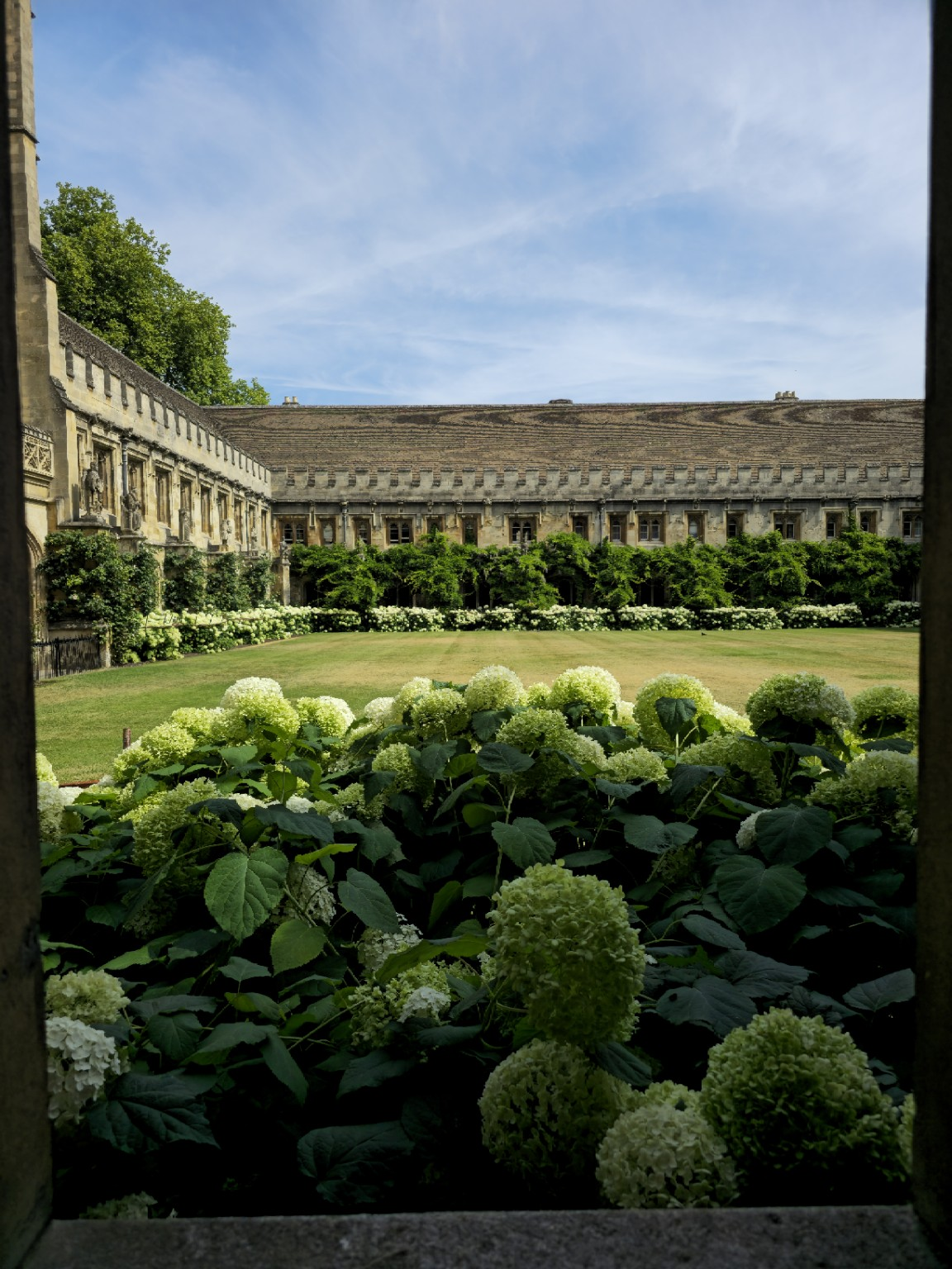 The Cloister seen through summer hydrangeas—Magdalen at its most carefully composed without appearing to try.