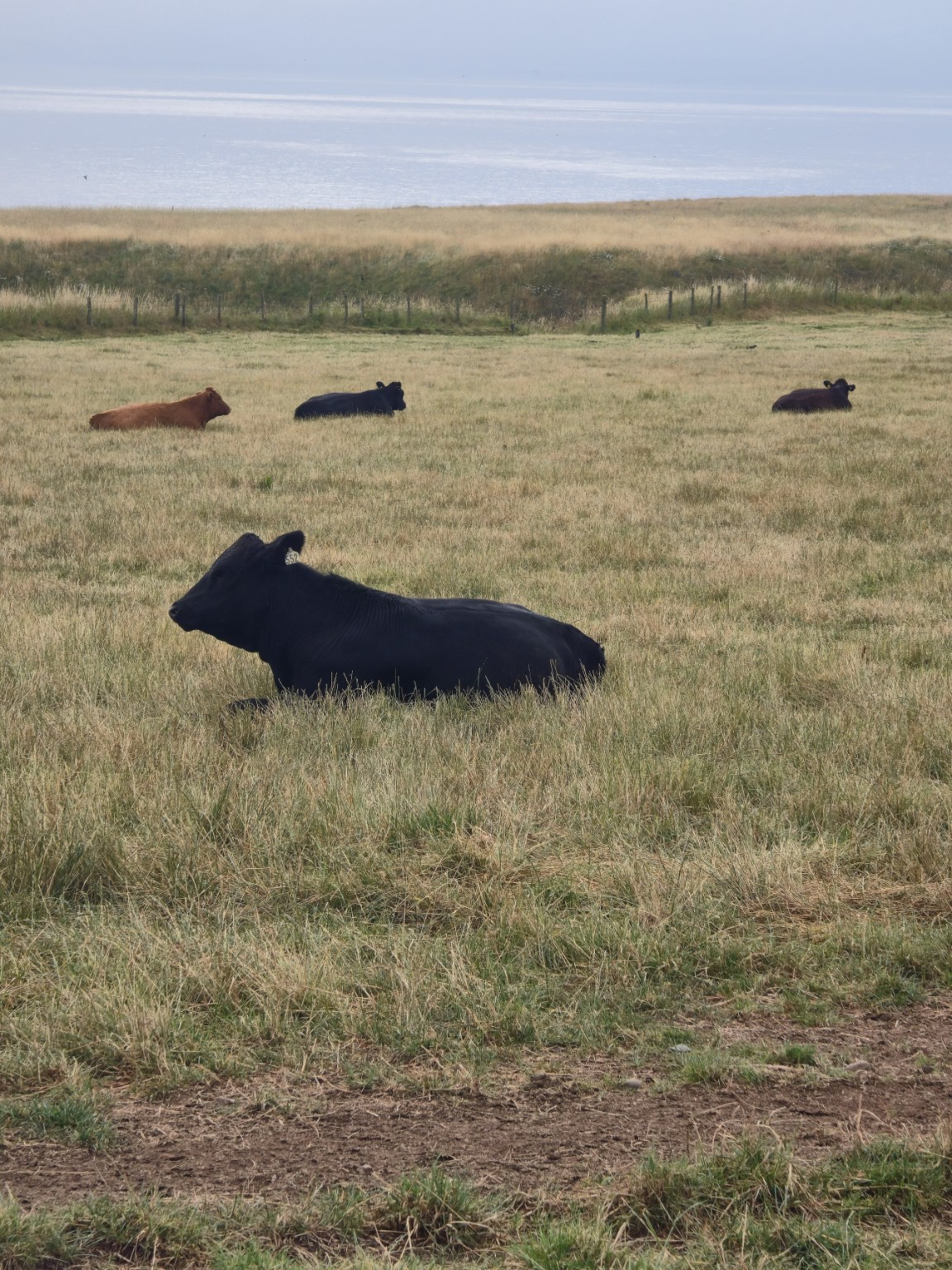 No Highland-cow theatre here: just ordinary cattle, dry grass and the North Sea.