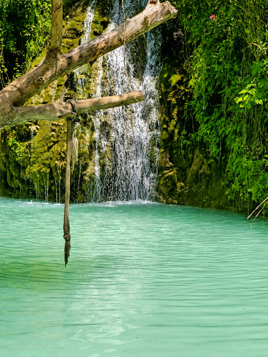 Depending on the light, either an emerald spring of youth or a highly successful frog habitat.