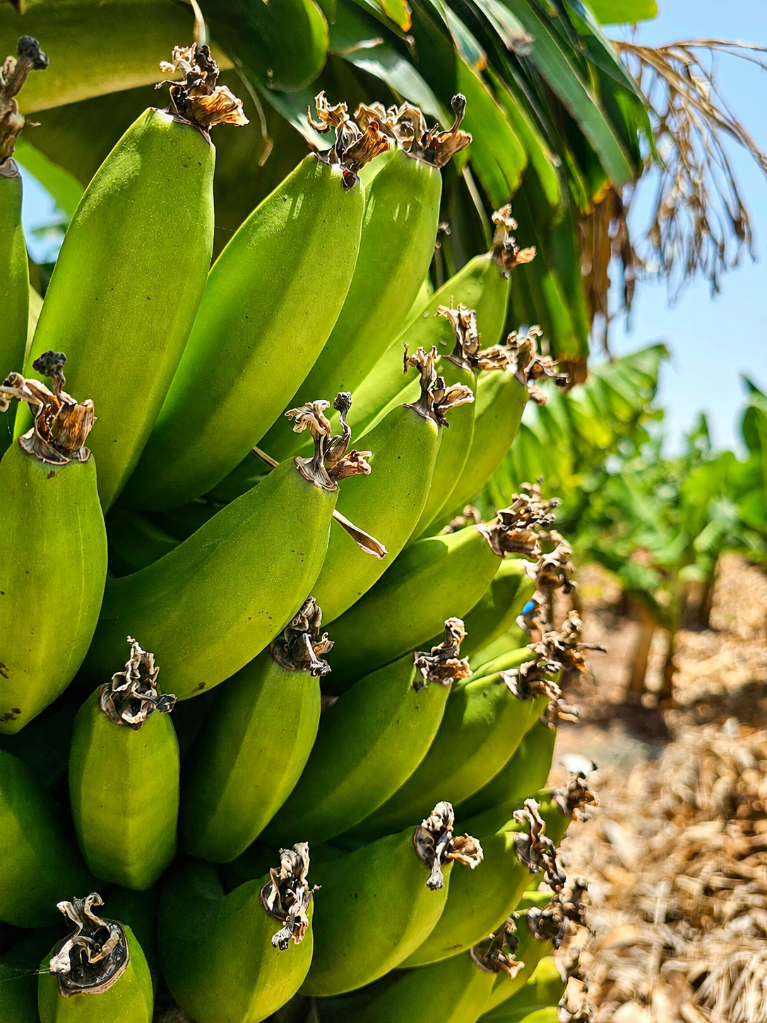 Cypriot banana country, where supermarket fruit briefly regained its ability to look exotic.