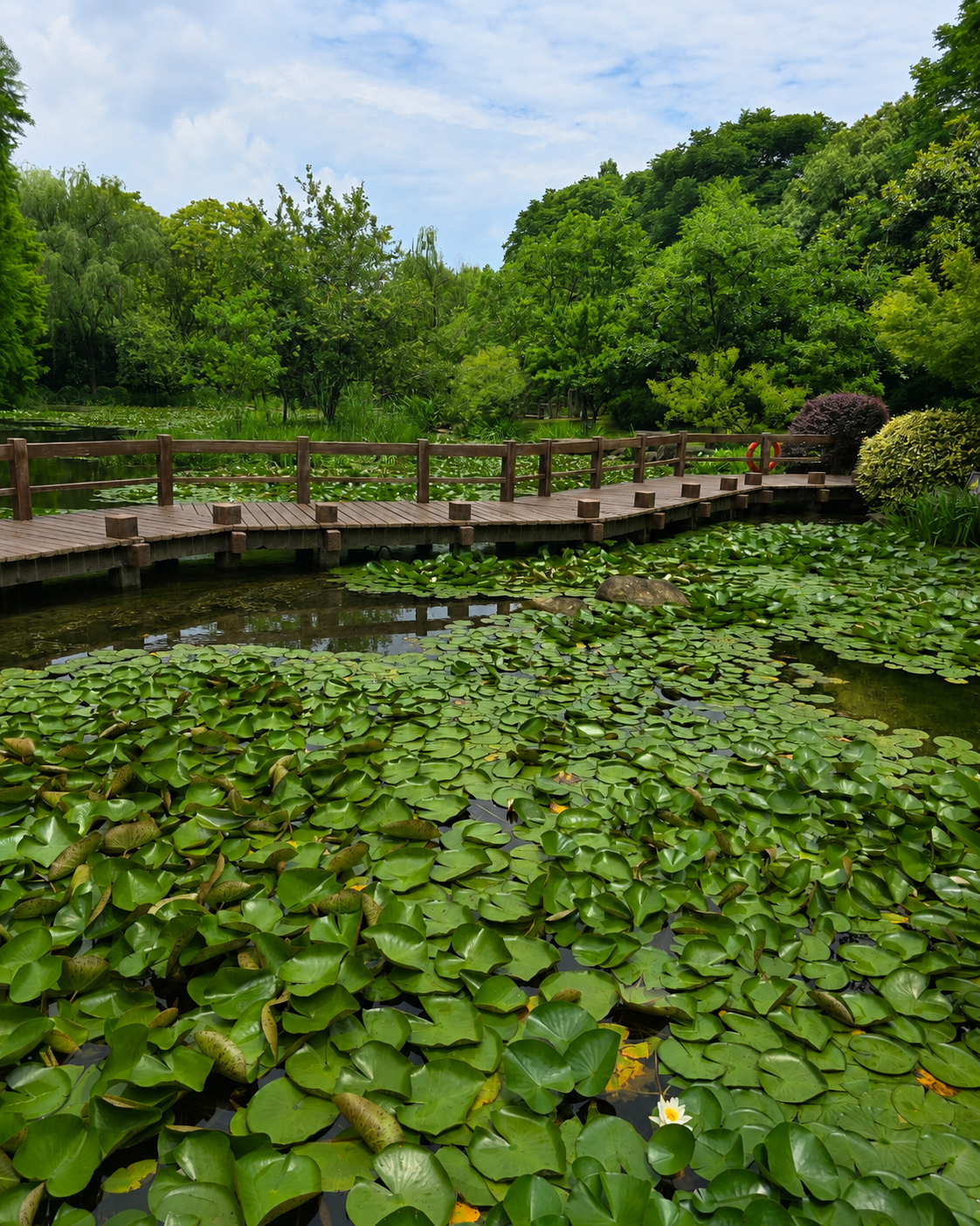 Water lilies along Changqiao Creek