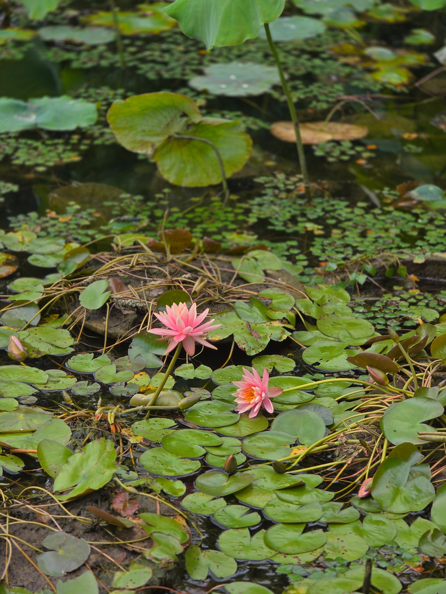 Water lilies in bloom, with lotus leaves rising behind them — two plants I had initially assumed were the same.