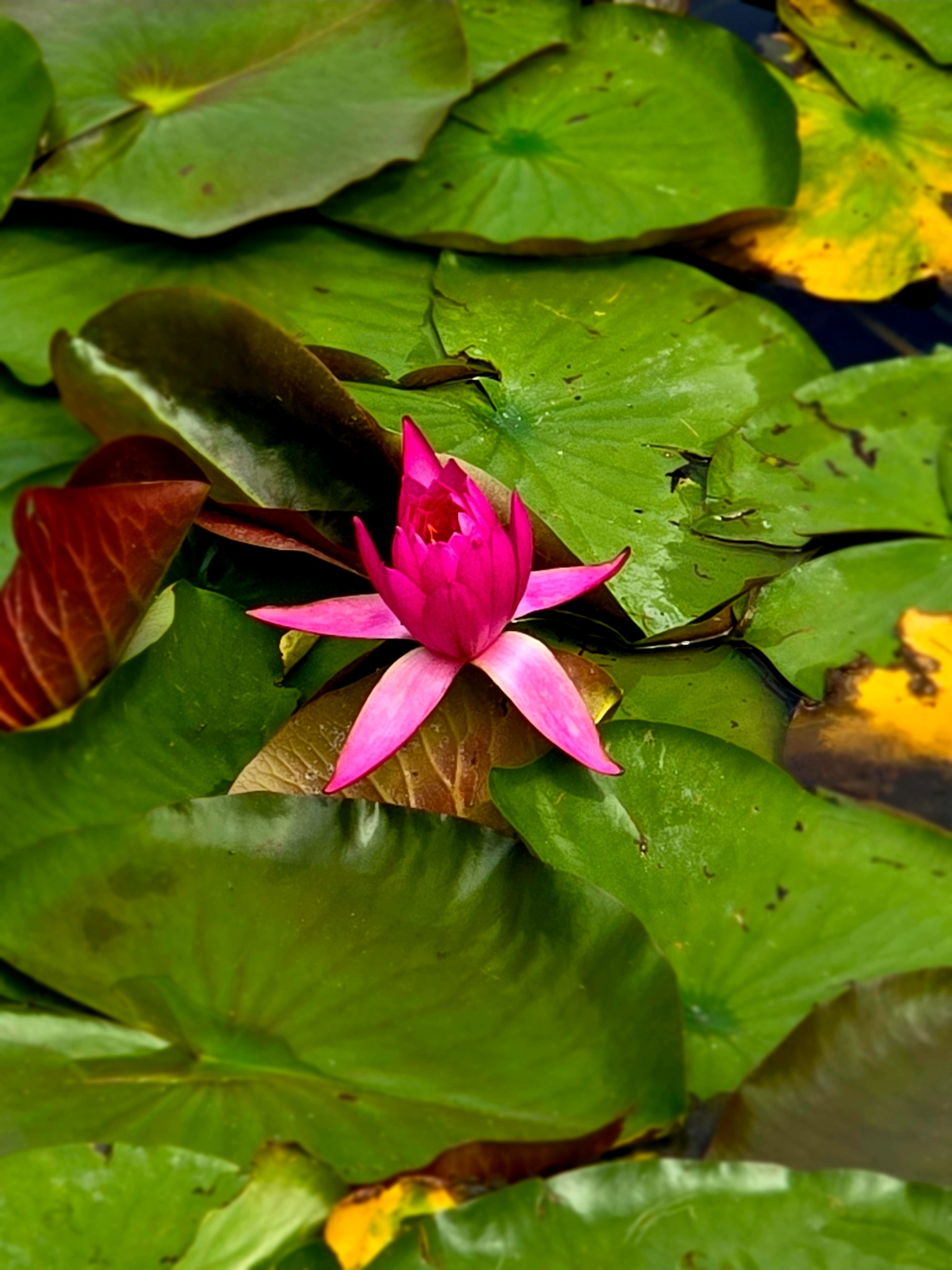 A pink water lily on the island — a quiet detail amid the landscapes of Three Pools Mirroring the Moon.