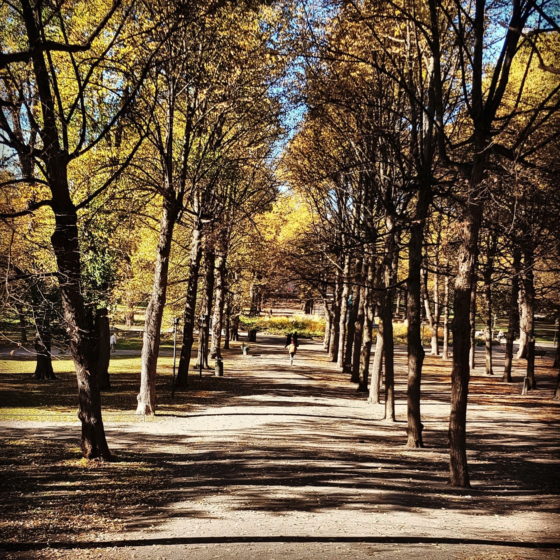Autumn tree-lined avenue with a person walking in Djurgården, Stockholm.