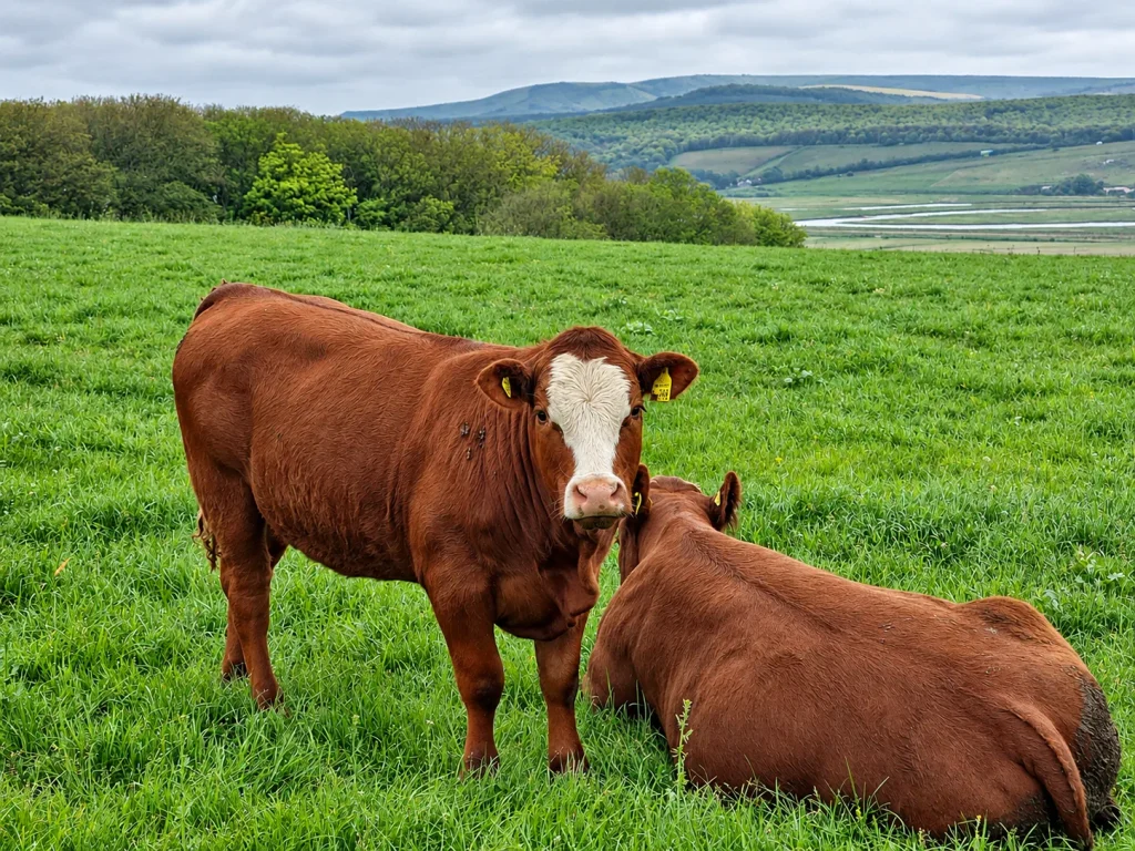 Two brown cows in a green pasture above Cuckmere Haven, with rolling hills and fields behind them.