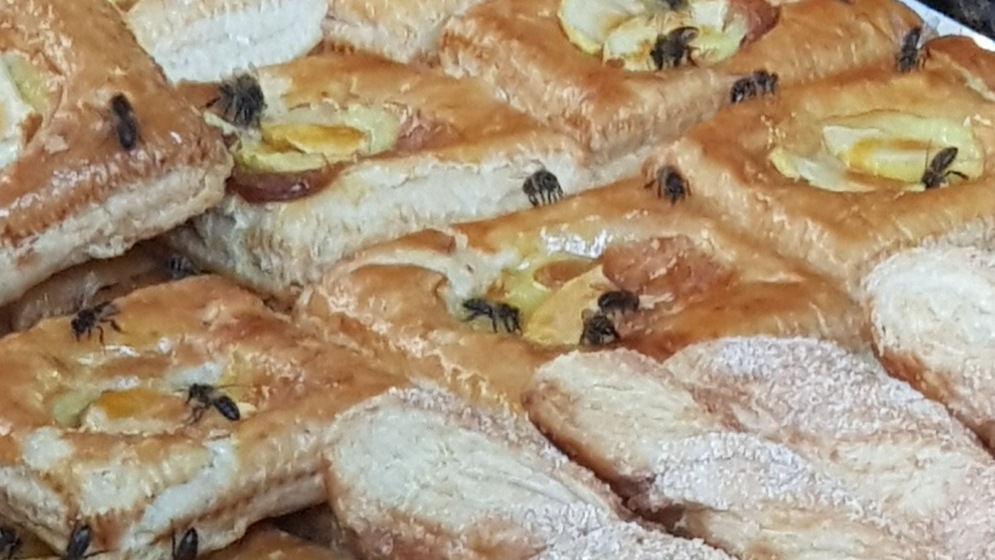 Rectangular pastries topped with powdered sugar and lemon slices are covered with flies.