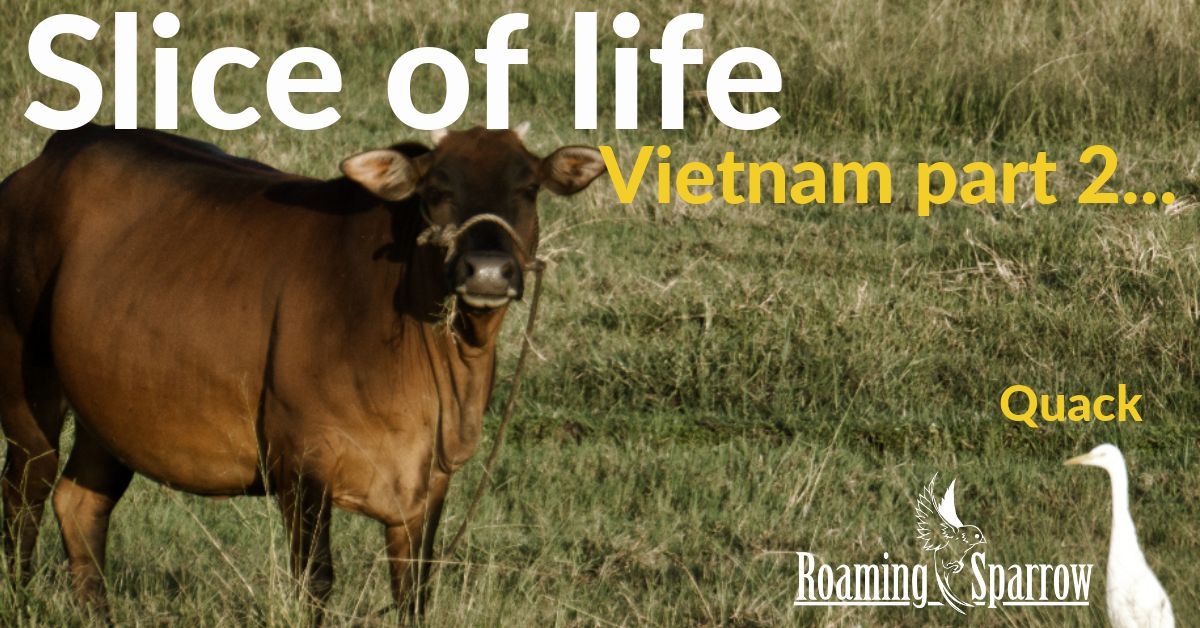 Slice of Life - Vietnam part 2