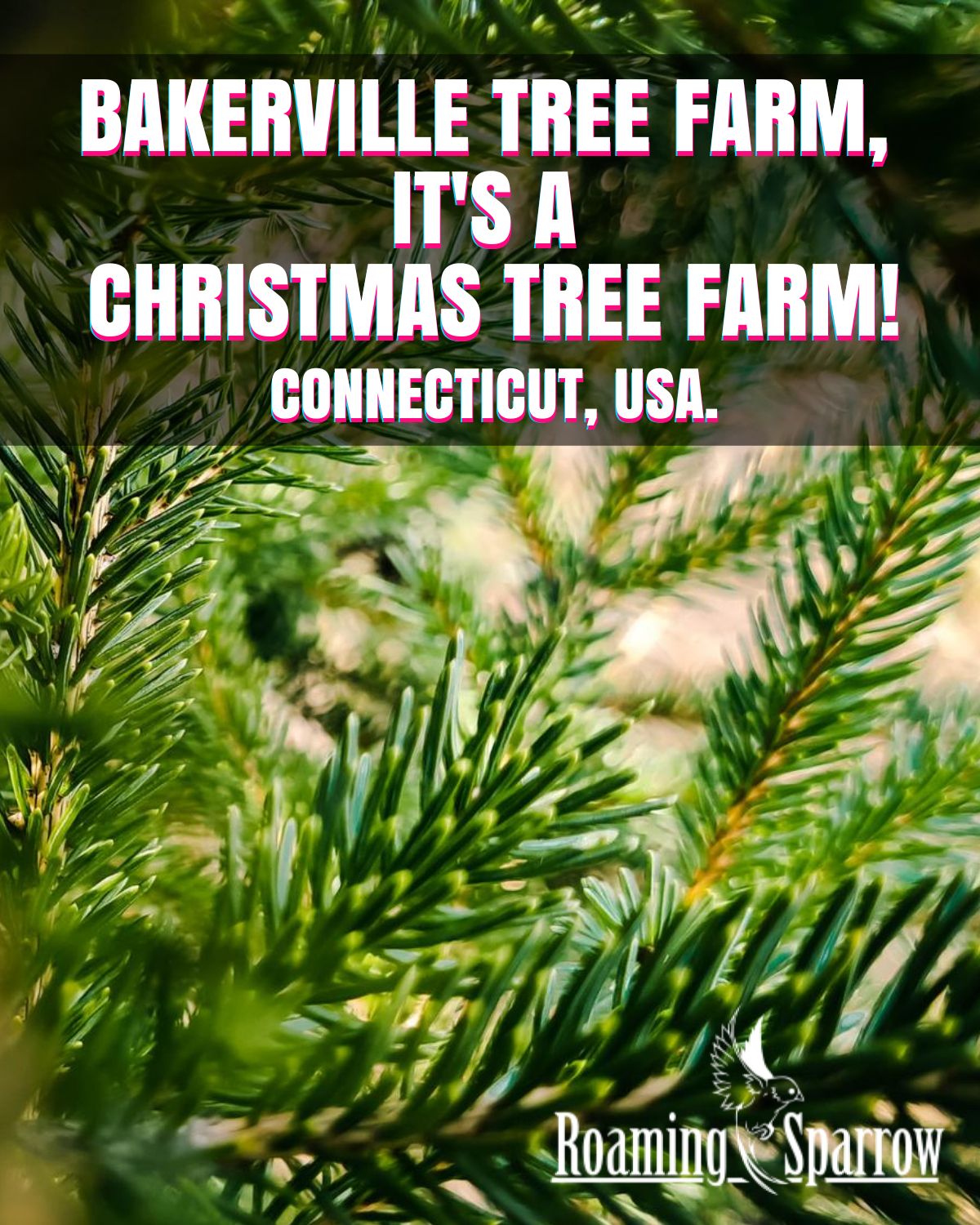 Bakerville Tree Farm, it’s a Christmas tree farm! TravelFeed