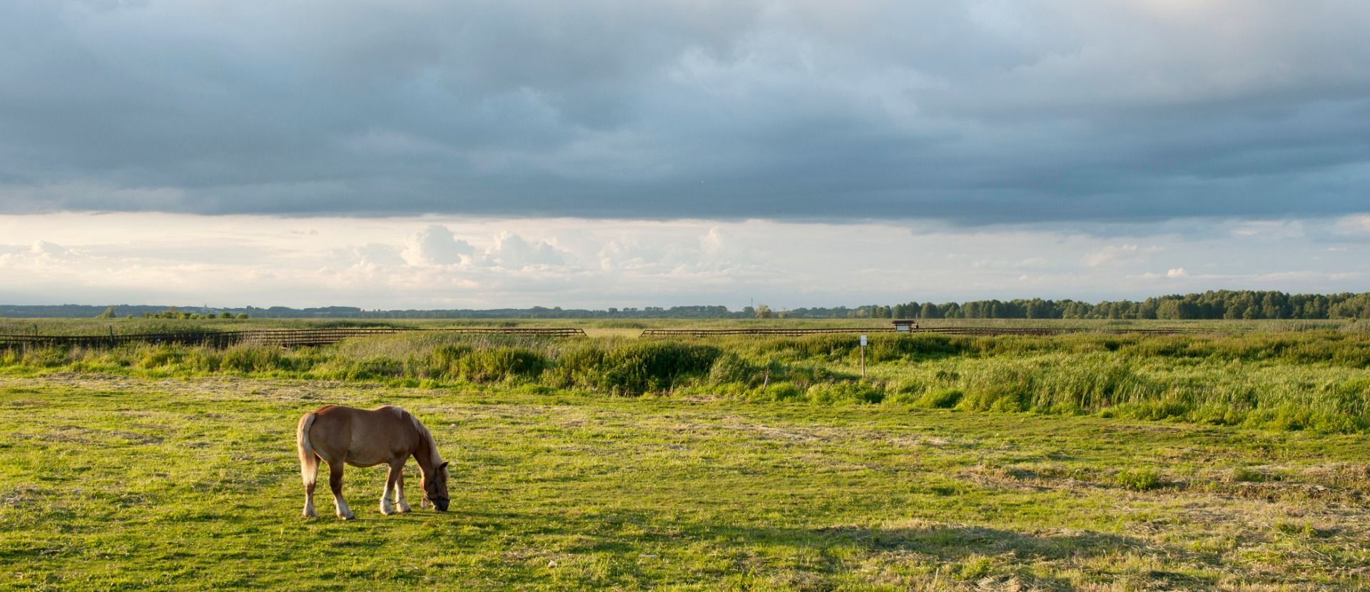 Horse on the river bank  