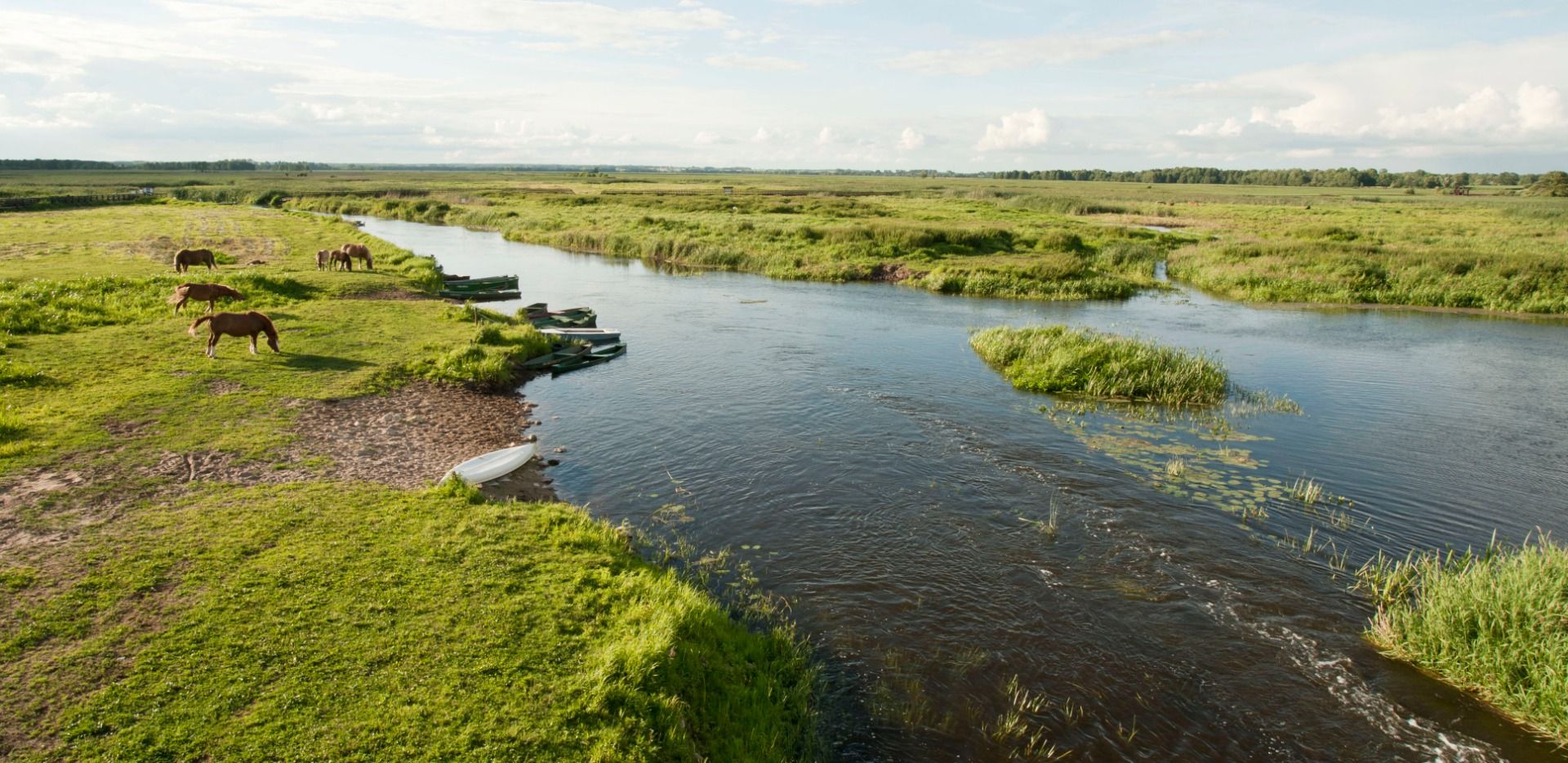 Narew River and horses