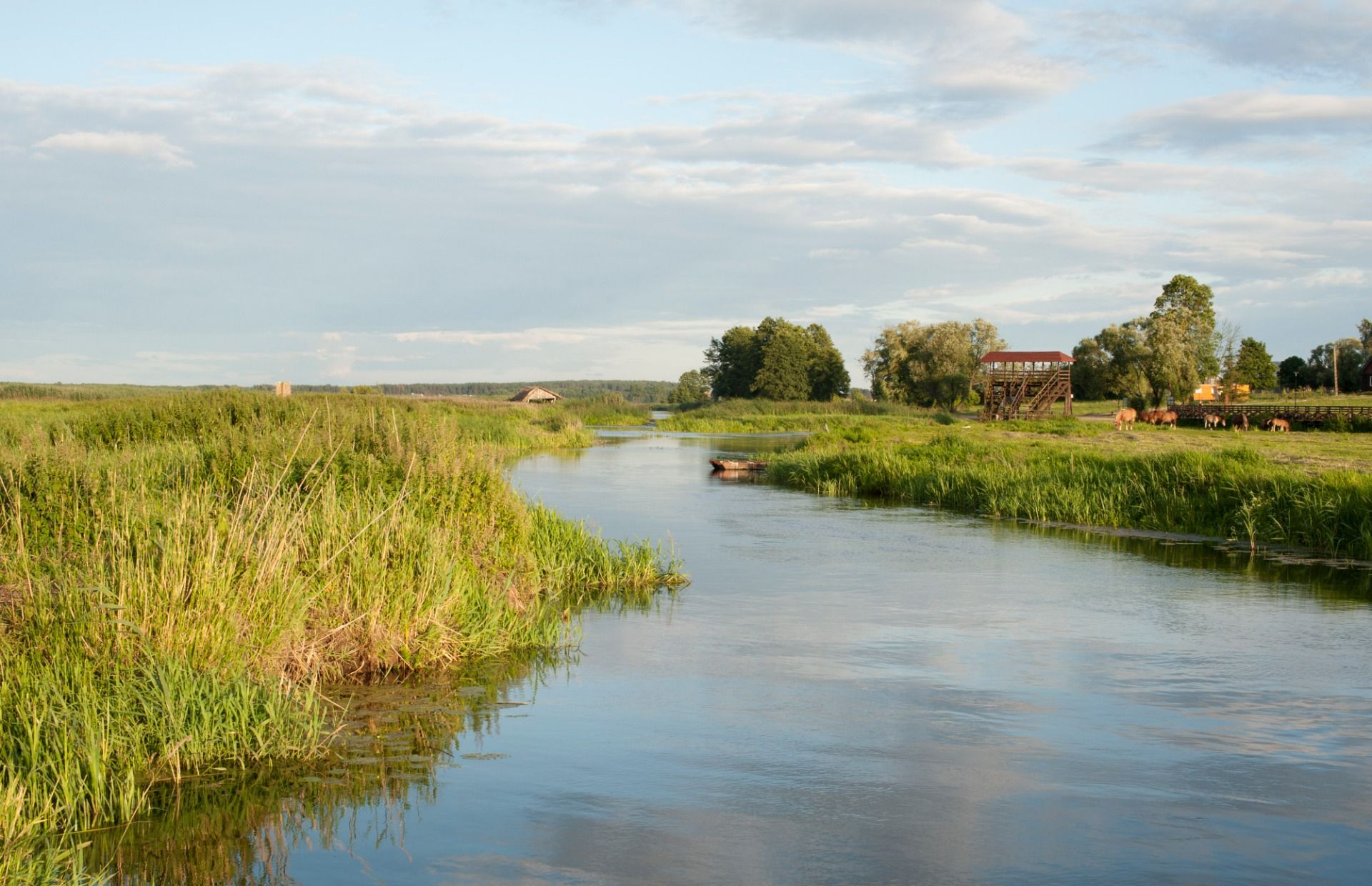 Narew River