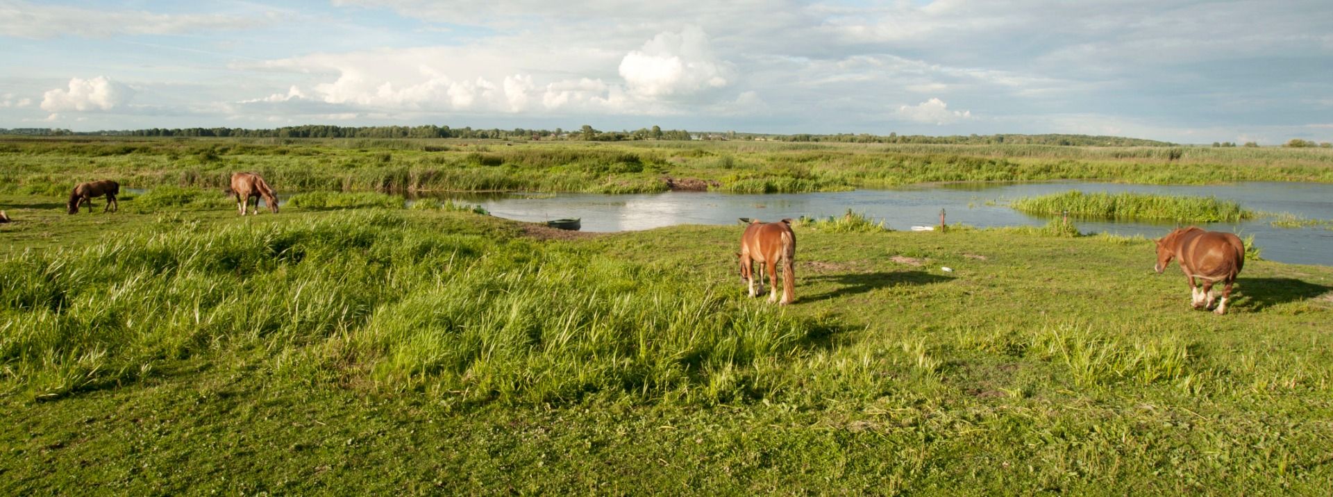 Narew River and horses