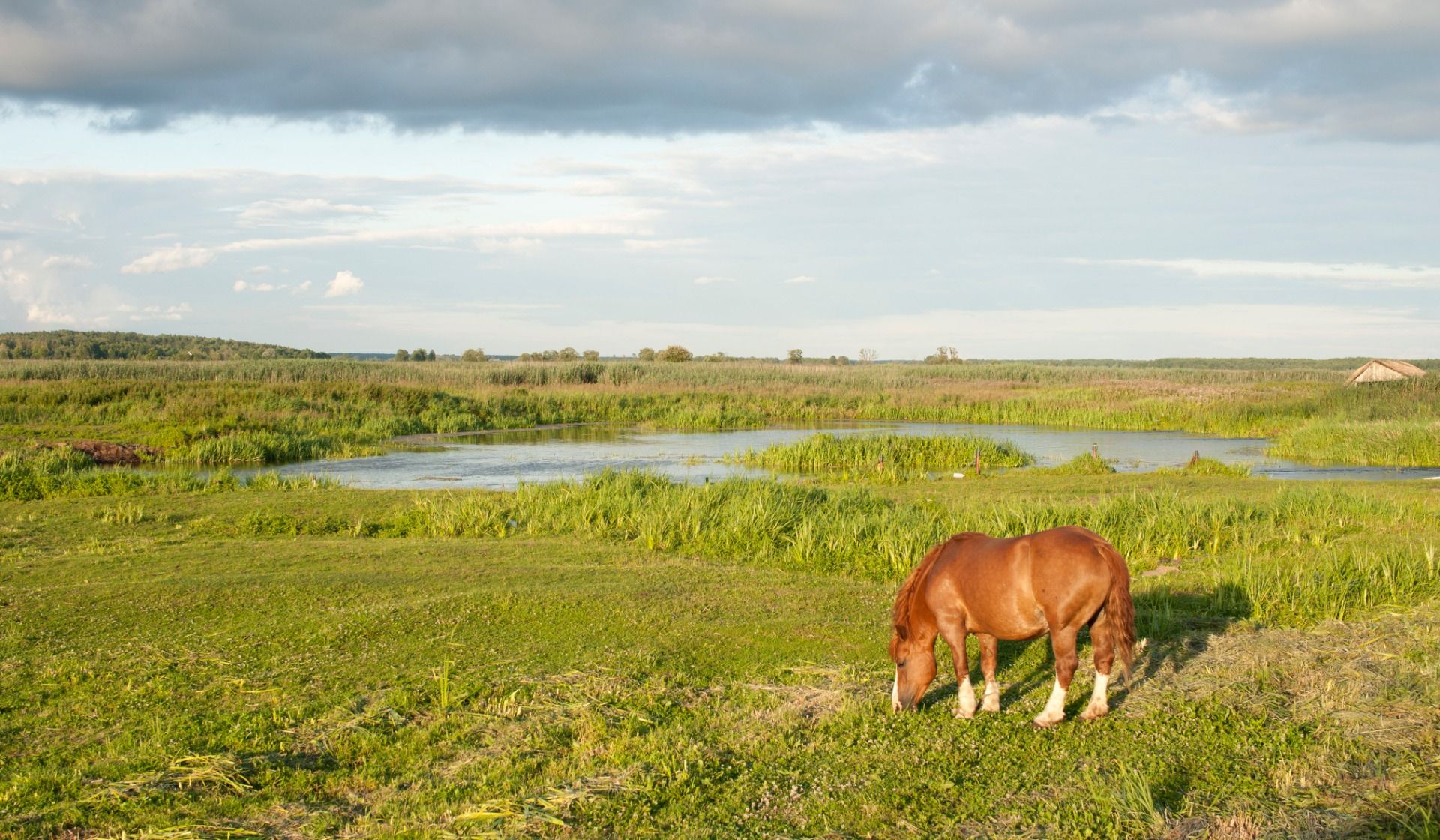 Horse on the river bank  