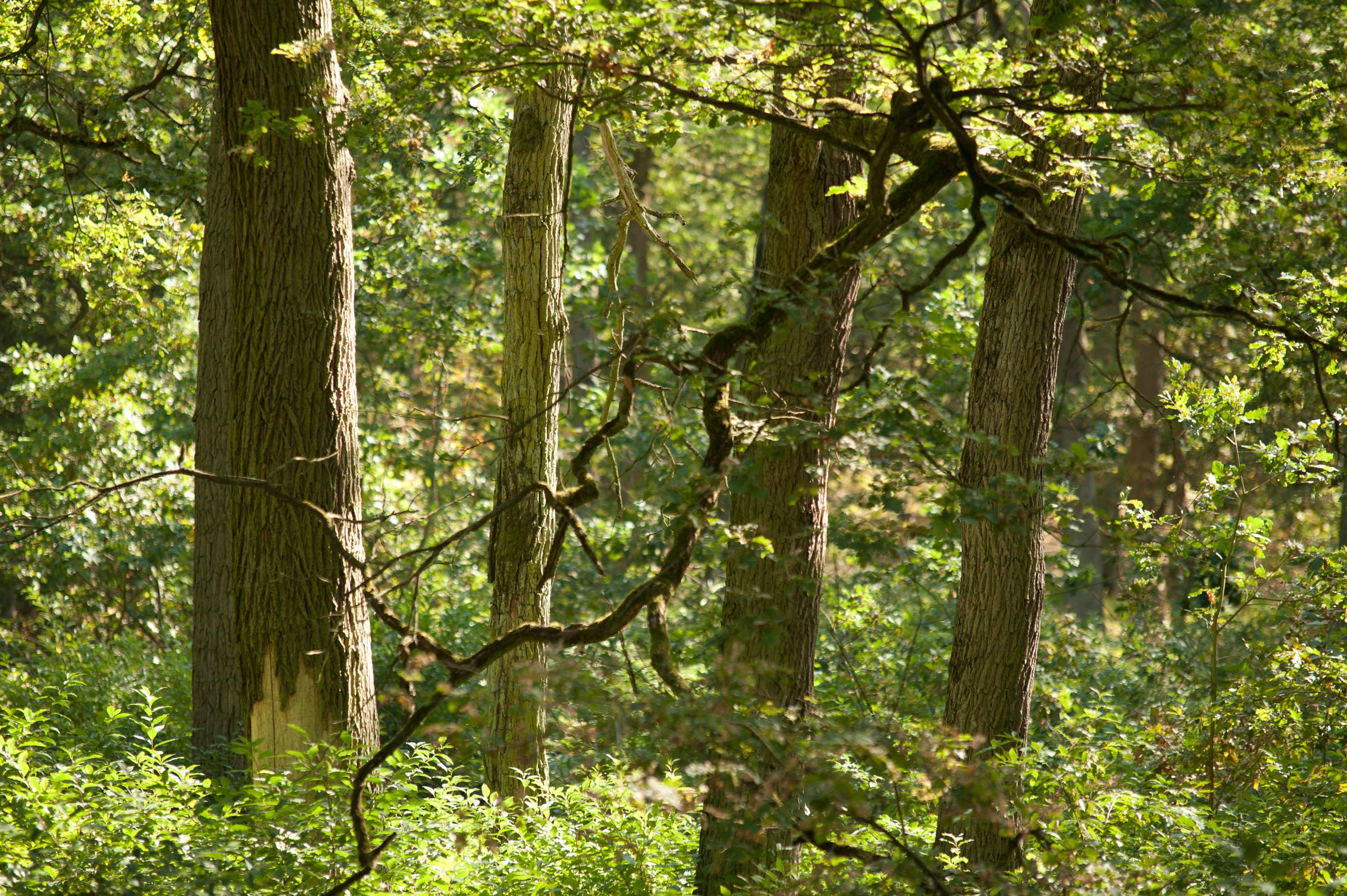 Reserve "Dziki Ostrów" - a real gem of nature for nature lovers