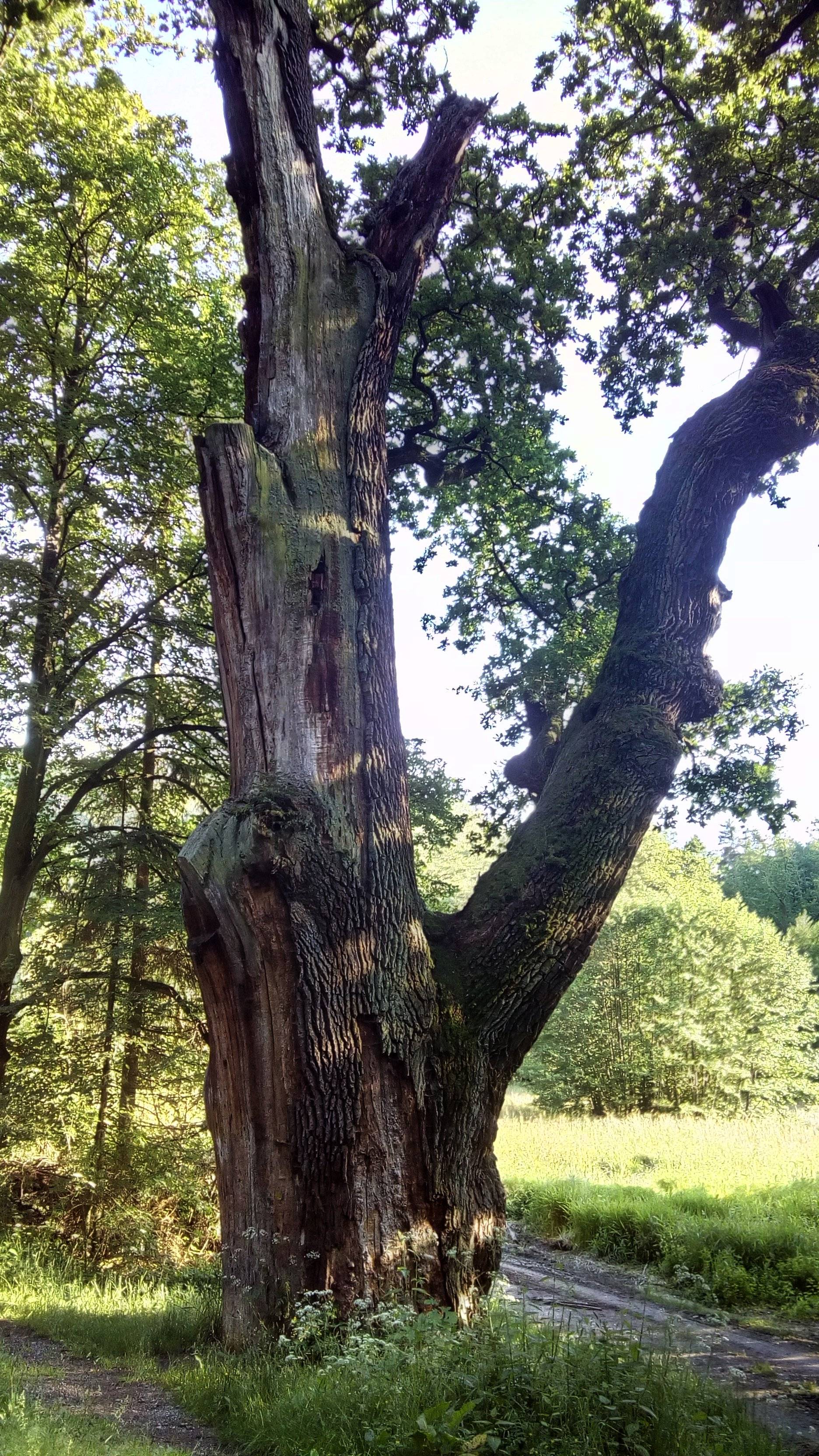 Žižka's oak under the Hracholusky dam / Žižkův dub pod přehradou Hracholusky