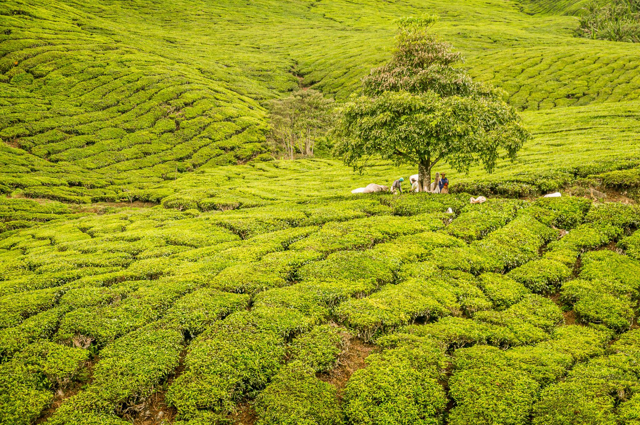 Tea plantation in the Cameron Highlands