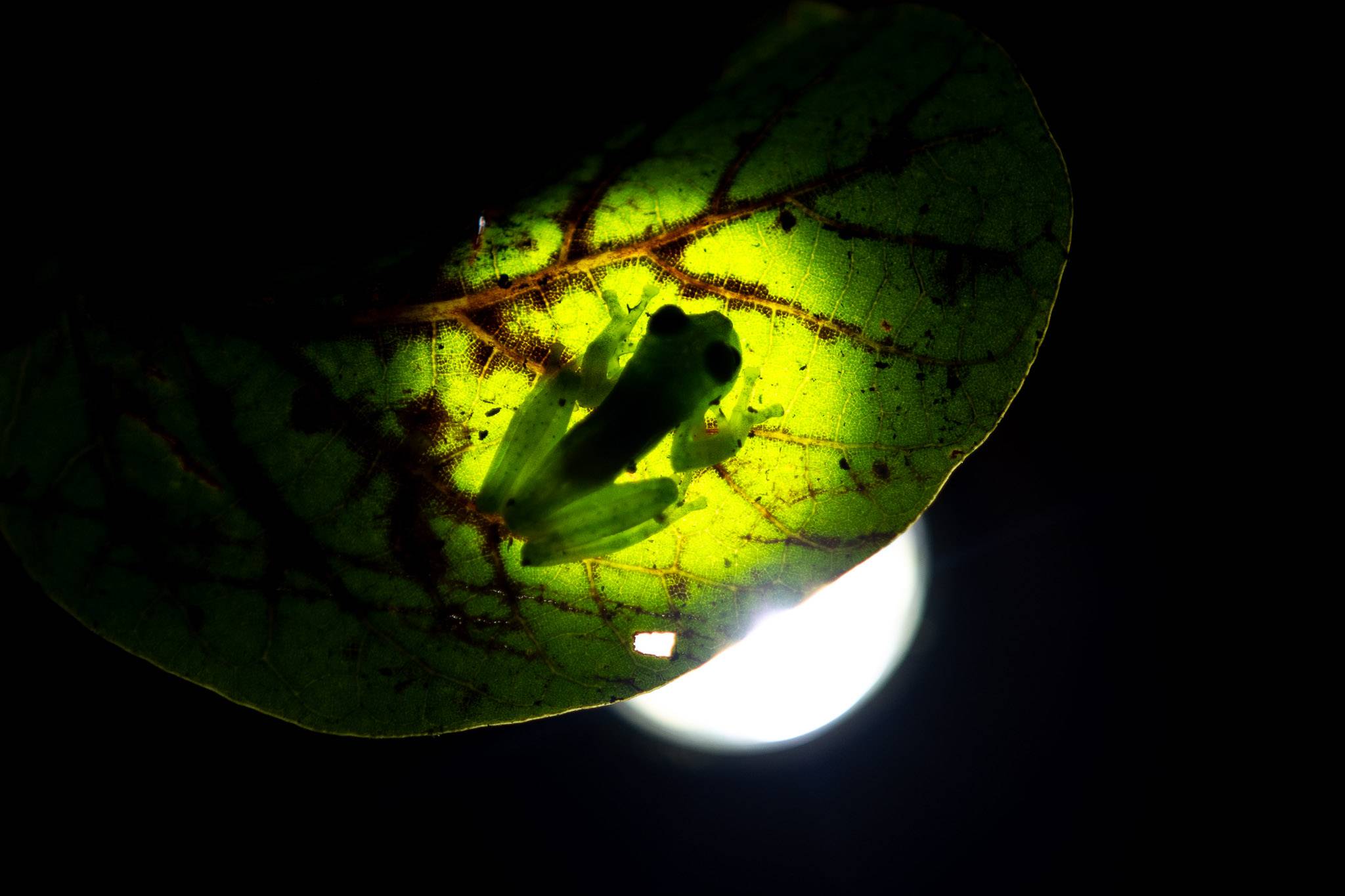 Glass Frog: Join a night walk to see this