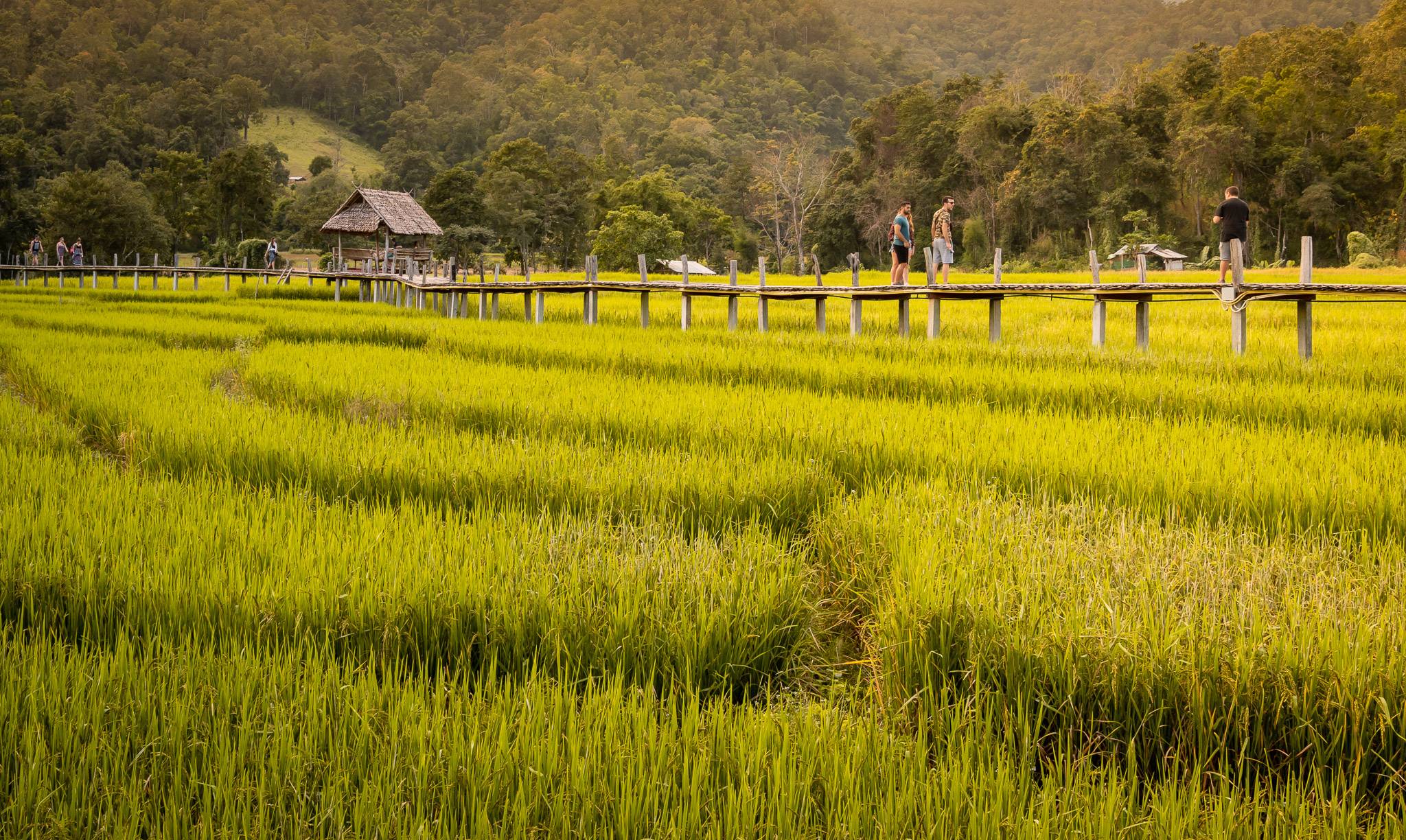 Rice field in Pai