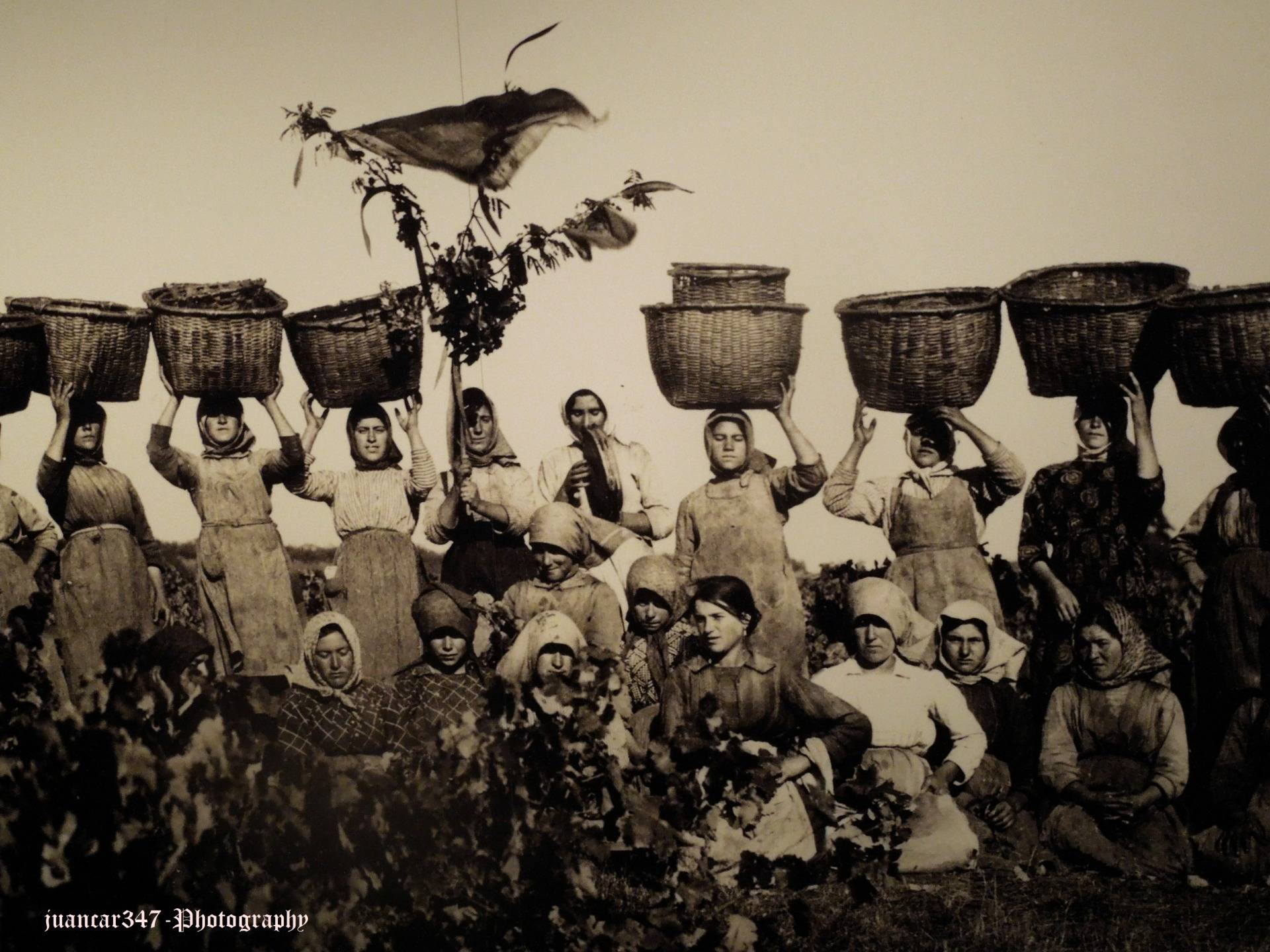 Traditional and anonymous image: grape harvesters