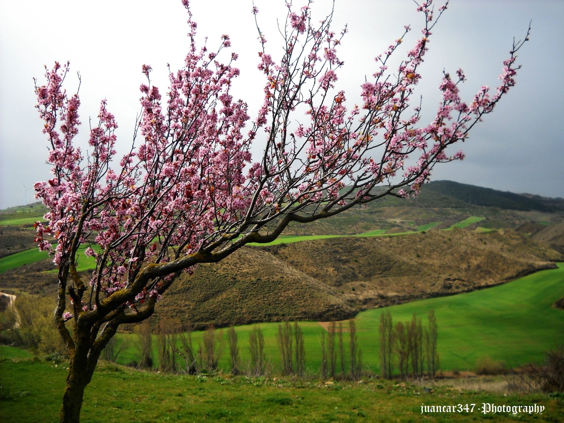 lilos blooming in spring