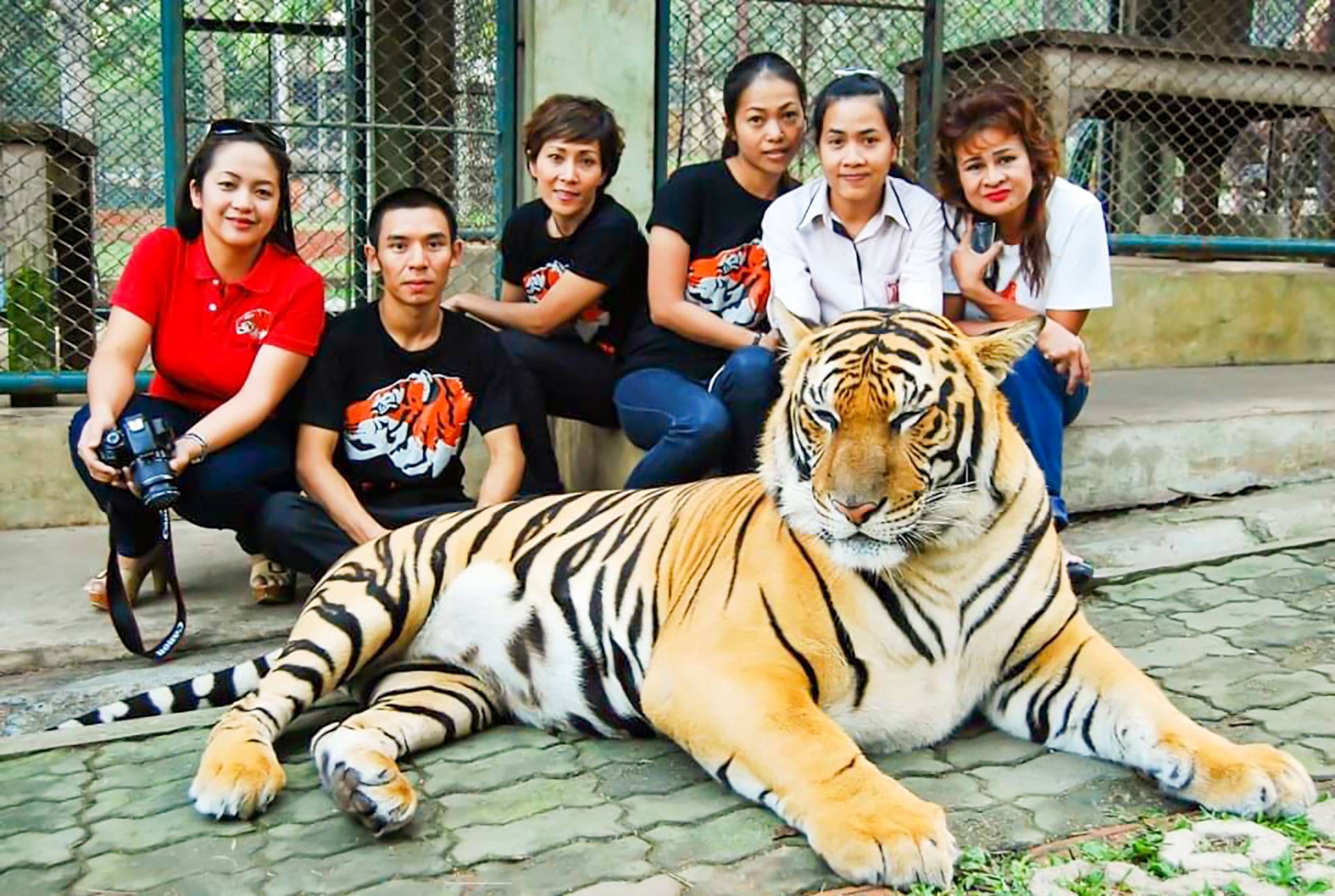 Tiger Kingdom-Chiang Mai Thailand - petting tigers?
