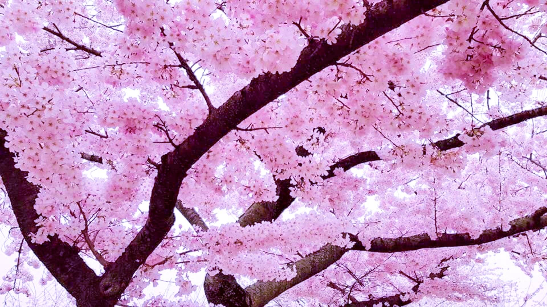 Cherry Blossoms in Washington DC, USA