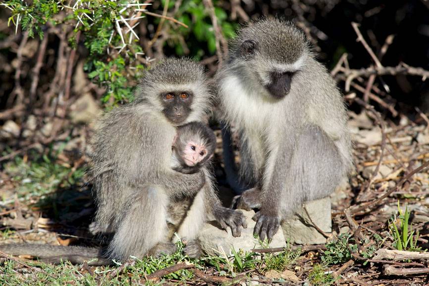 Indigenous Monkeys in the wild near the tourist resort town of Wilderness, South Africa