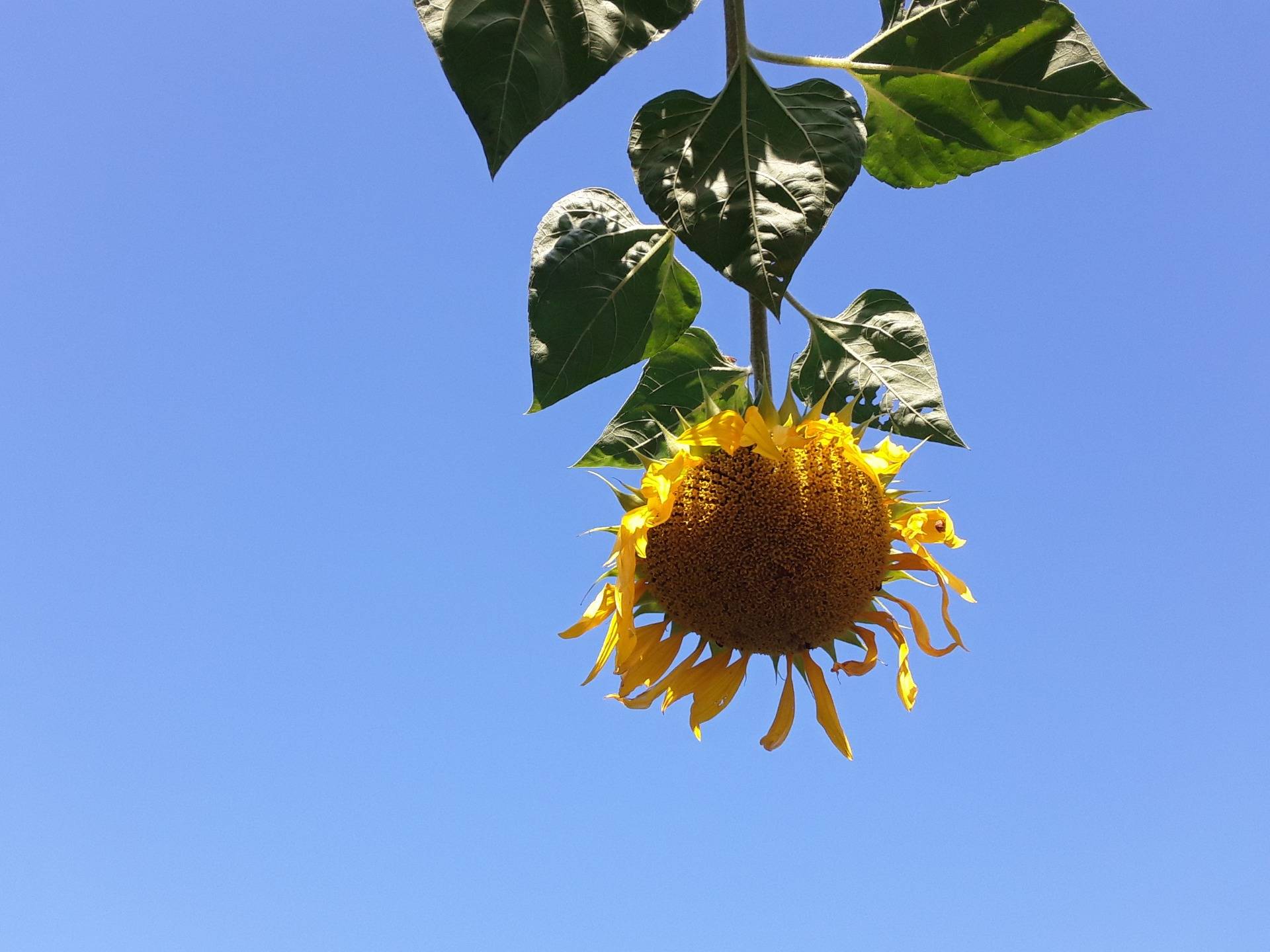 Simple but sublime, sun flower power