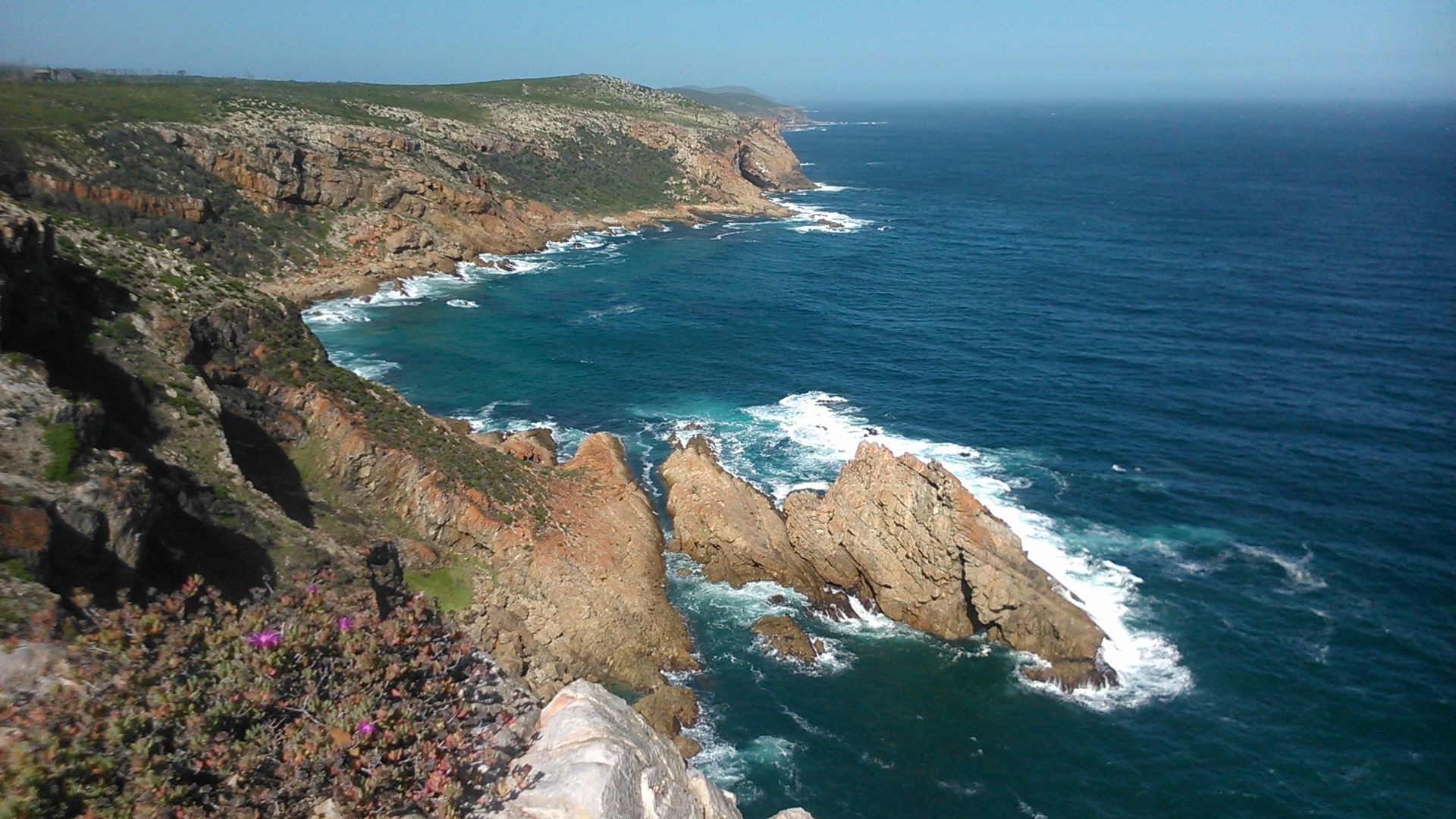 Rare baboon sighting on the wild rocky cliffs of the south Cape coast of Africa