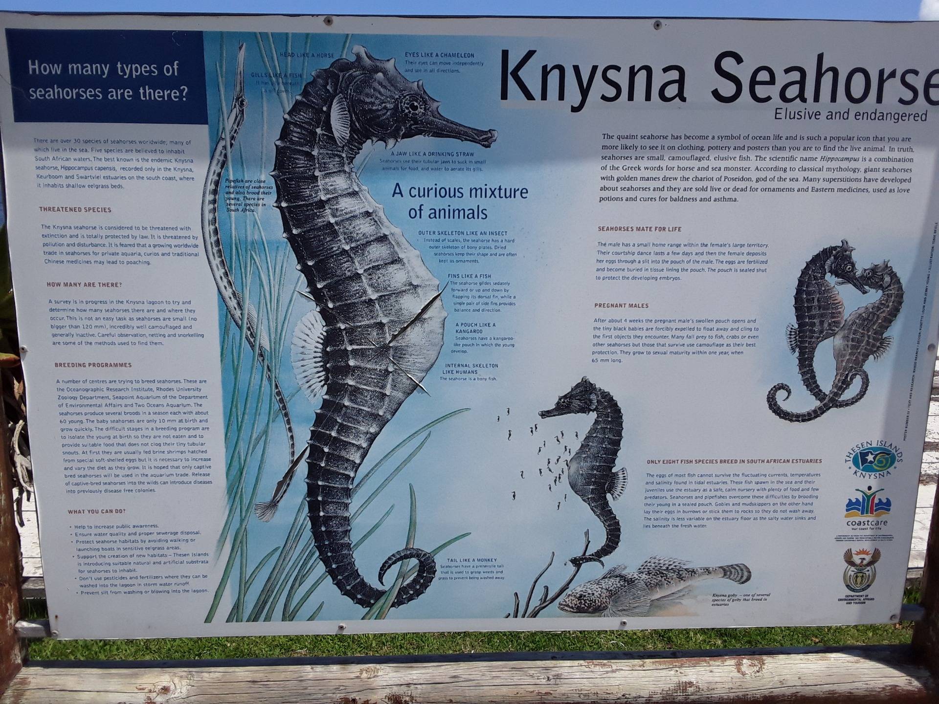 The fabled Knysna seahorse, a true anomaly
