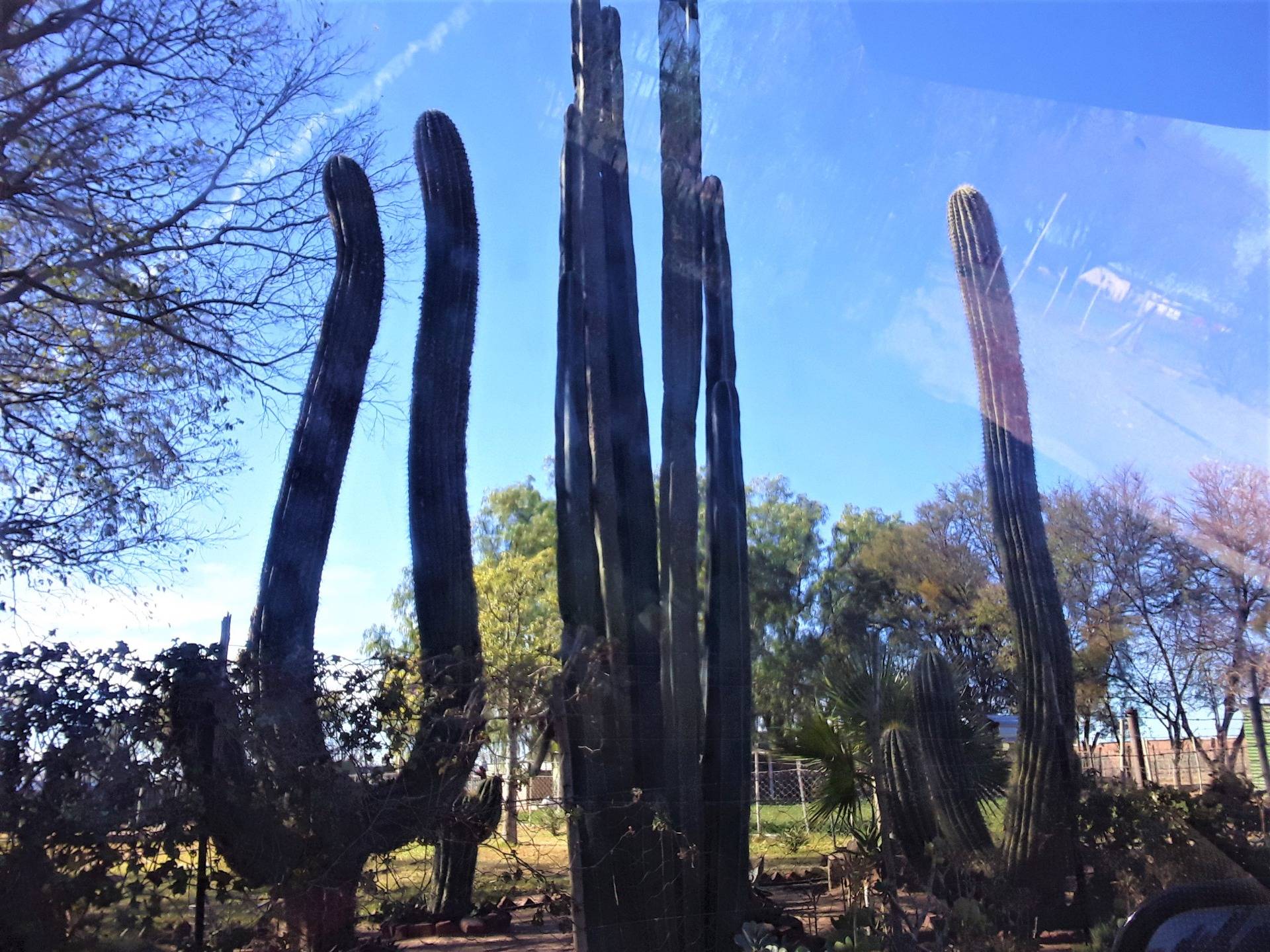 Some serious cactus in a well-maintained garden