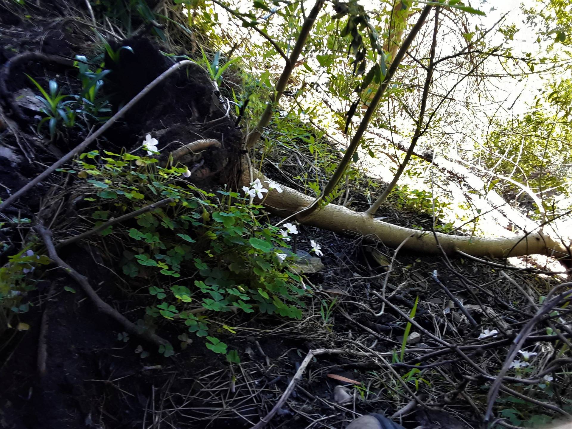 Fallen tree growing upside down on the steep slope