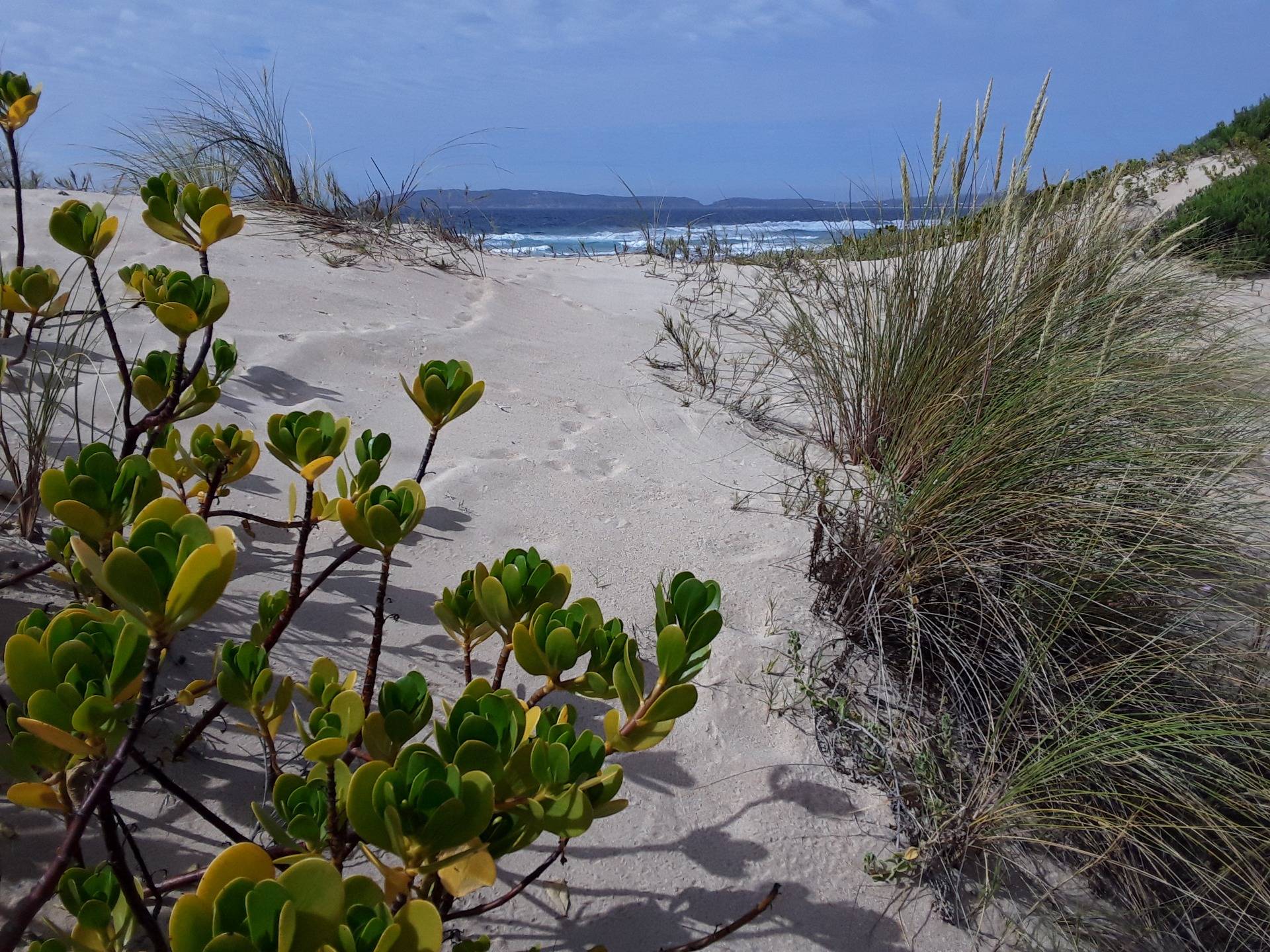 Beautiful dune plant species make for a great ground cover all along the shoreline