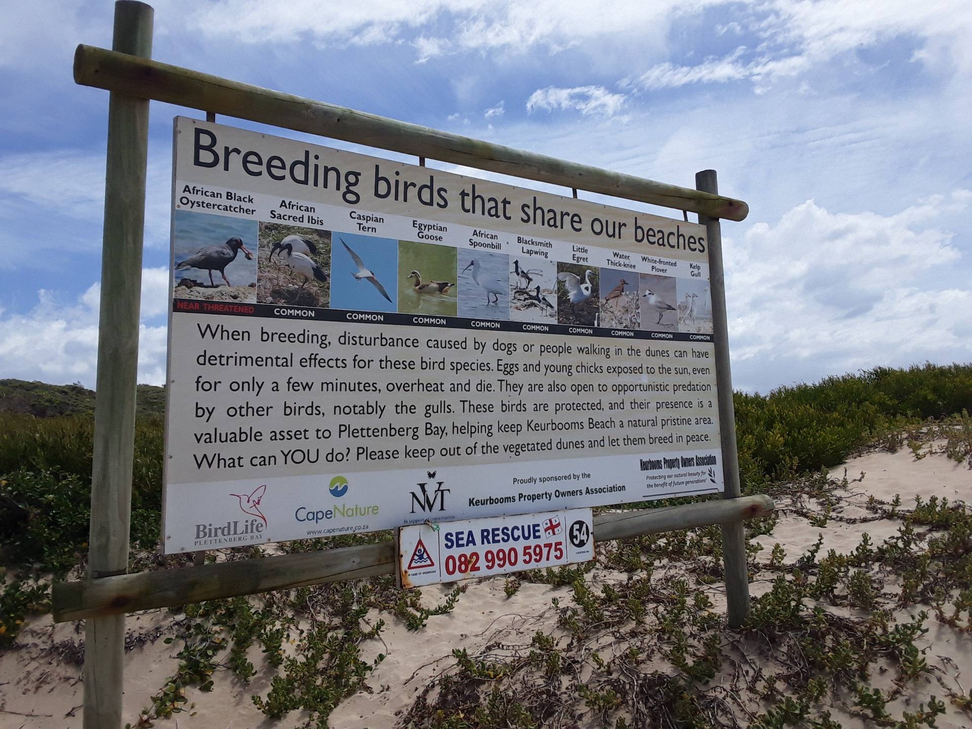 A list of the birds breeding on this long stretch of beach