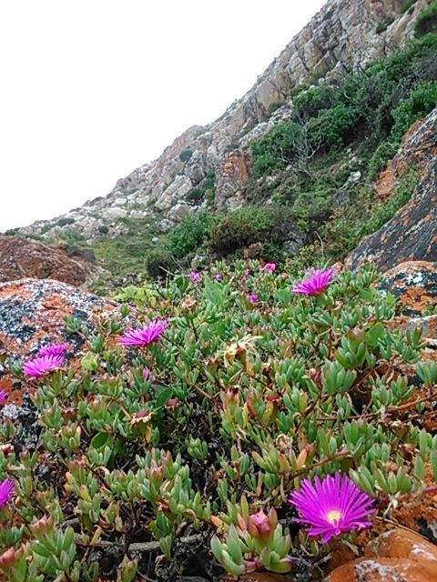 Local succulent ground cover with shocking pink blossoms