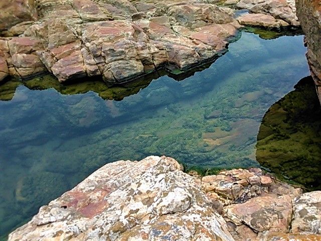 Rock pools reveal the hidden life on the shoreline at the south of the African continent