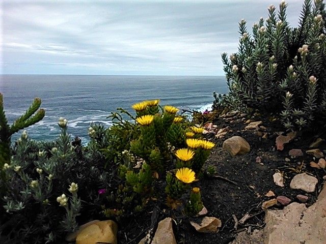 Indigenous ”fynbos” flowers overlooking Africa’s southernmost shoreline