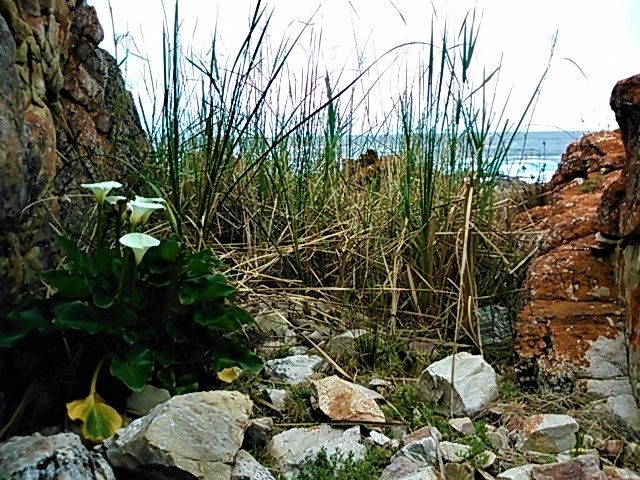 Lilies by the seashore on the south coast of Africa