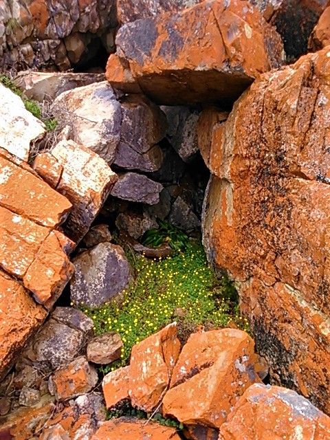 Bright yellow flowers surrounded by burnt ochre rock face