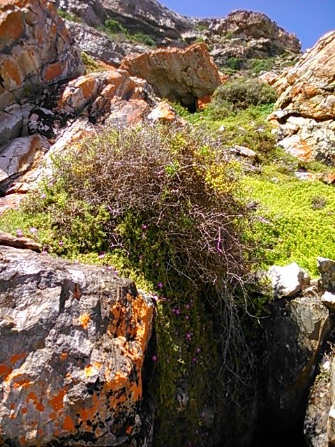 Lovely little flowers dotted on the green cover that stretches all the way up the cliff side