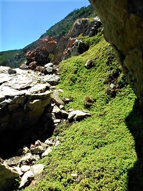 Walls of lush green vegetation make the rough rocky landscape look far more inviting