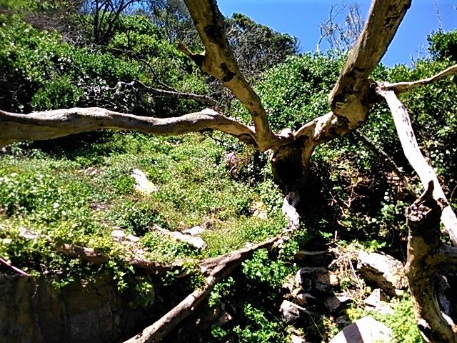 I have to climb through the fallen tree branches to continue on the path up to the cliff top