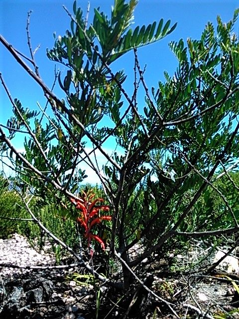 Curious little red flowers among the unassuming indigenous flora