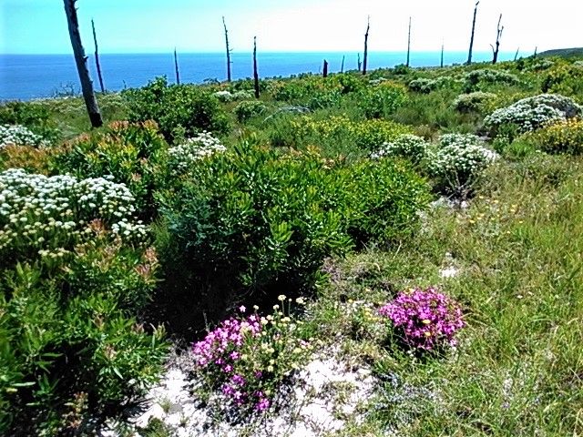 More indigenous floral species with burnt remains of the alien trees after the fire five years ago