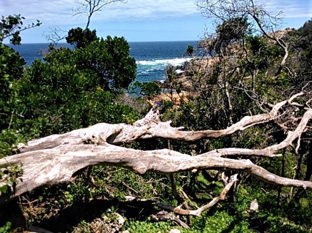 Fallen trees on the path heading down to the shoreline