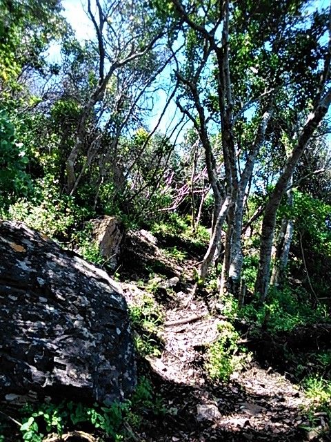 Hiking path up the cliff slope in the indigenous forest
